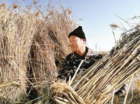雄安新區(qū)：蘆葦實現(xiàn)三級跳