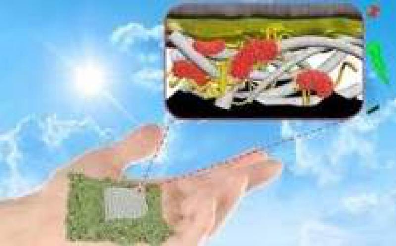 新型紙基生物電池由細菌供電 有望為偏遠地區帶來低成本能源